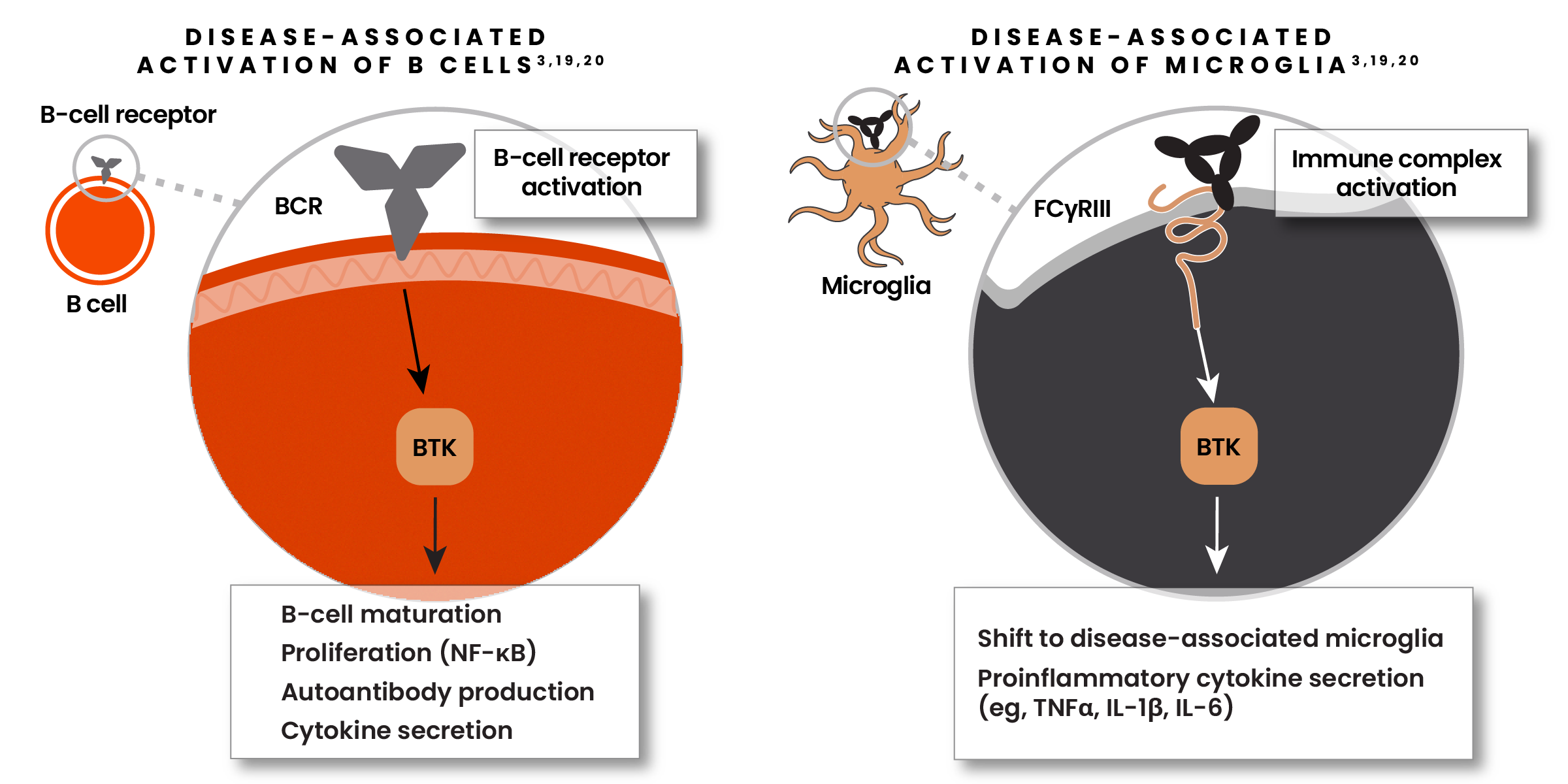 Left Illustration showing disease-associated activation of B-cells with B-cell receptor activation. Right Illustration showing disease-associated activation of microglia with immune complex activation.