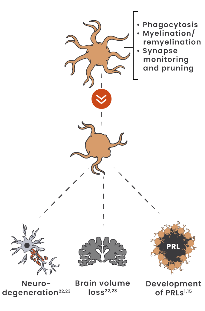 Illustration showing microglia shifting from a homeostatic to a disease-associated state