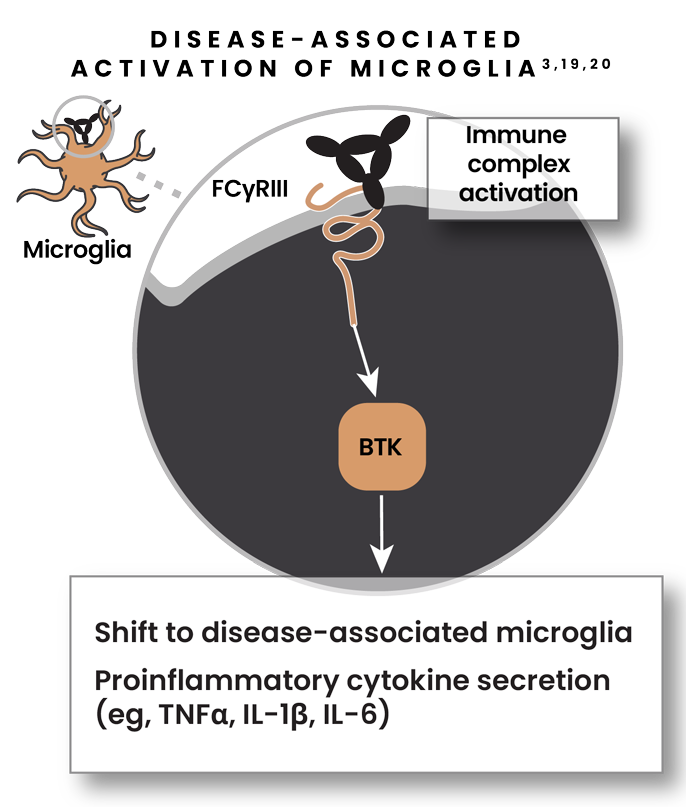 Illustration showing disease-associated activation of microglia with immune complex activation